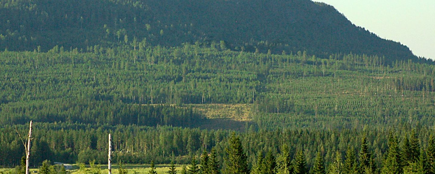 Balberget