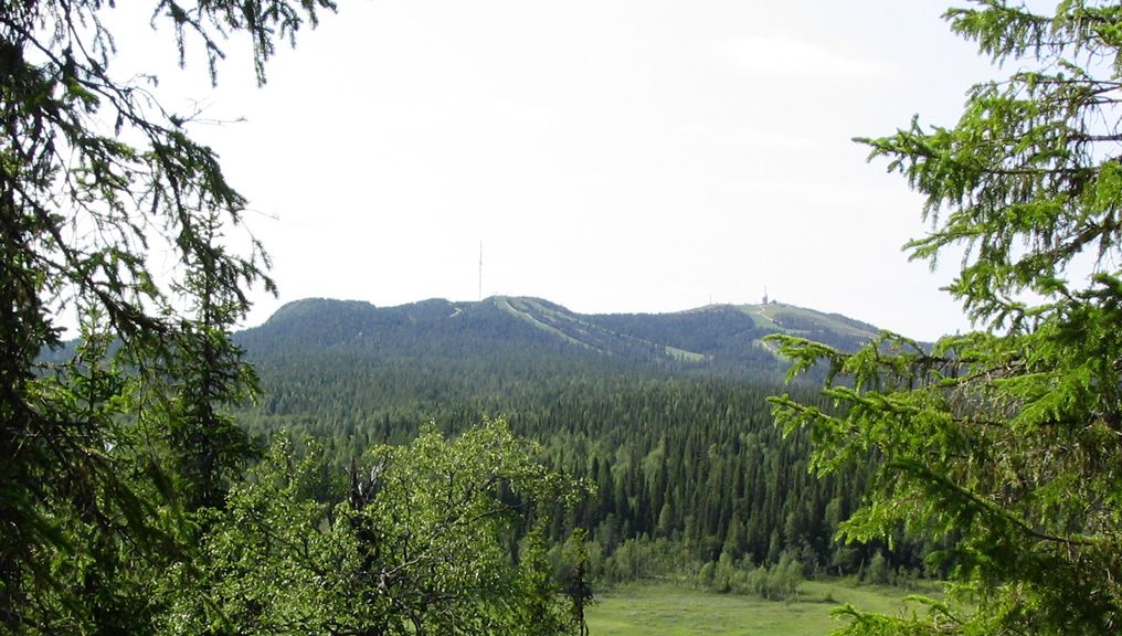 Рука