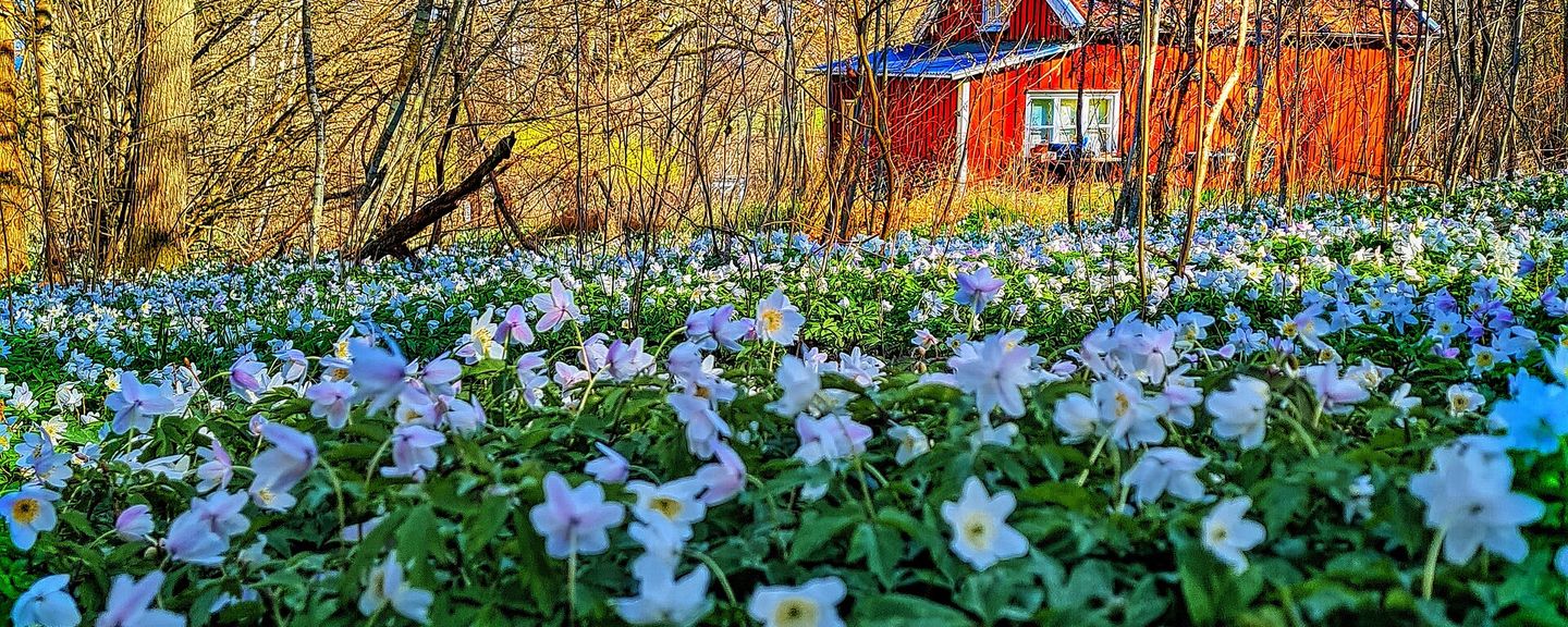 Häggebergs och Granbäcks lövskogar