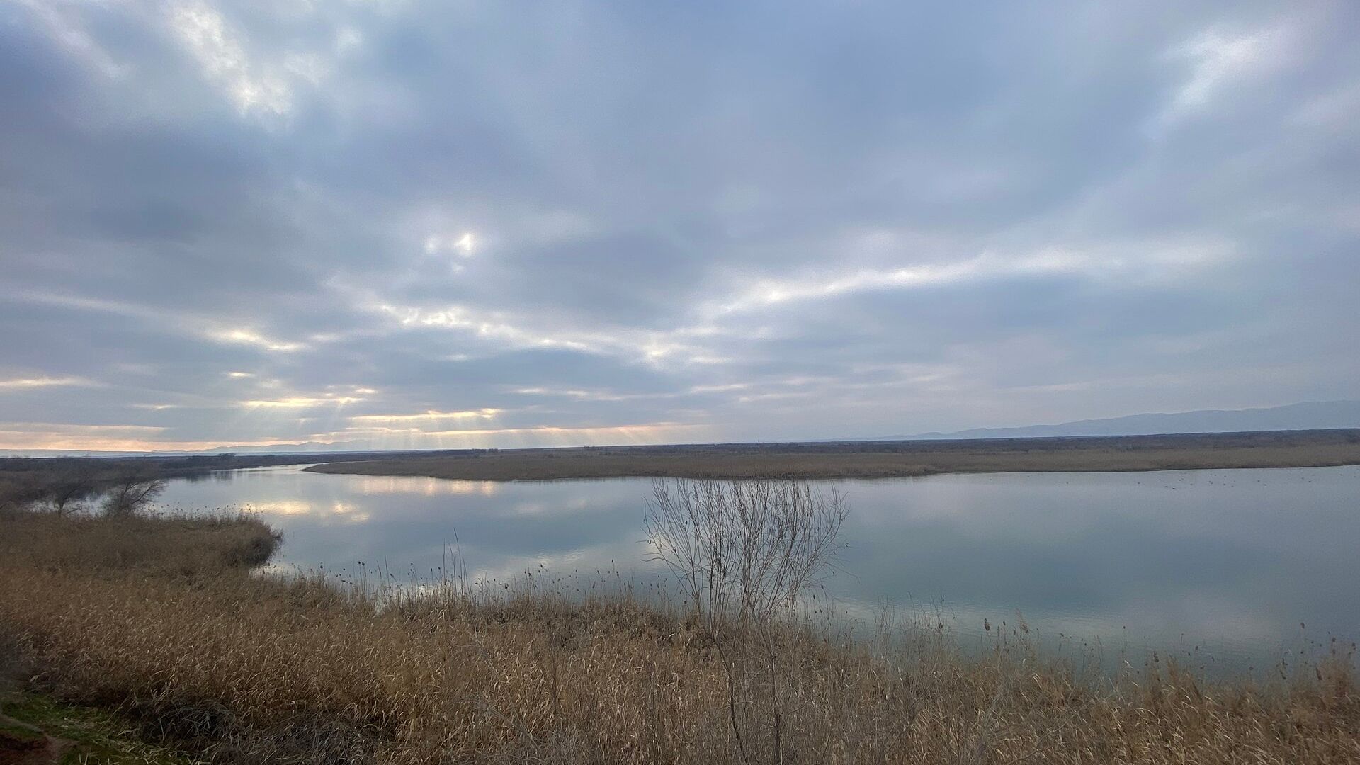 Тигровая балка