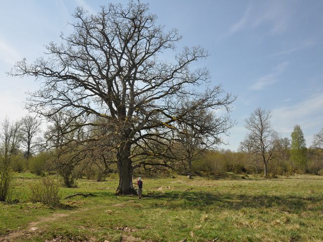 Tinnerö eklandskap