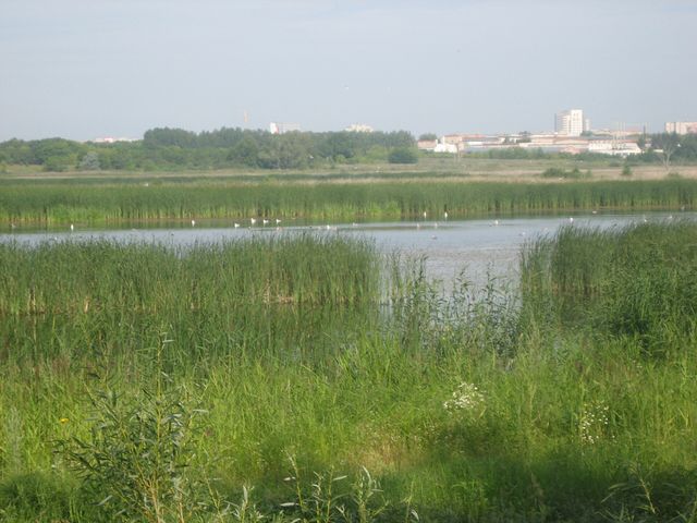Птичья гавань