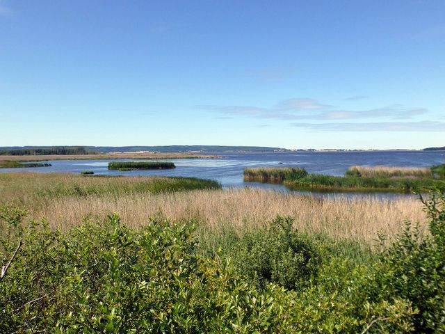 Tåkern