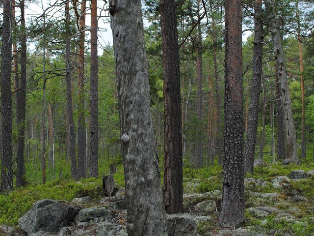 Hådells gammelskog