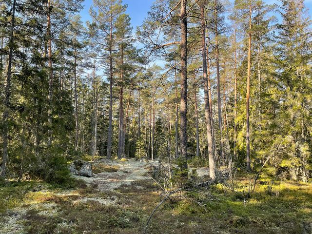 Gröngölsmåla