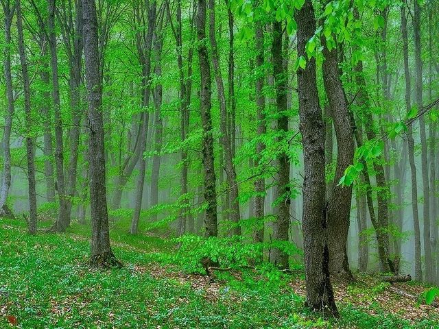 Алтыагаджский национальный парк