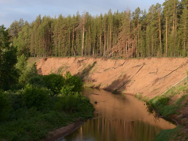 Бузулукский бор