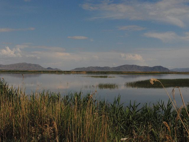 Armash Important Bird Area