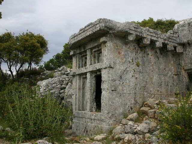 Phellus