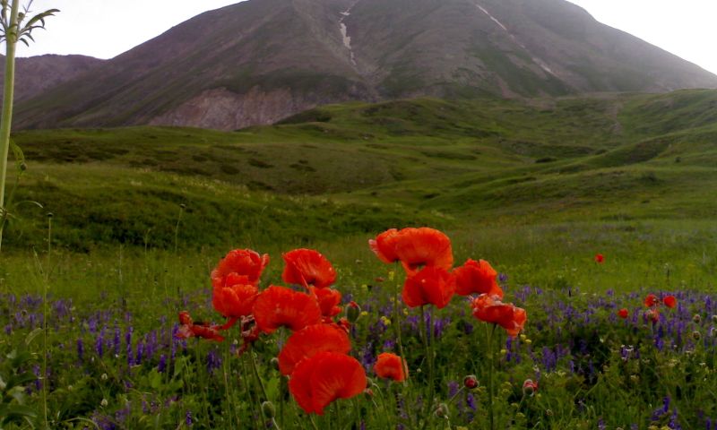 Kösedağ