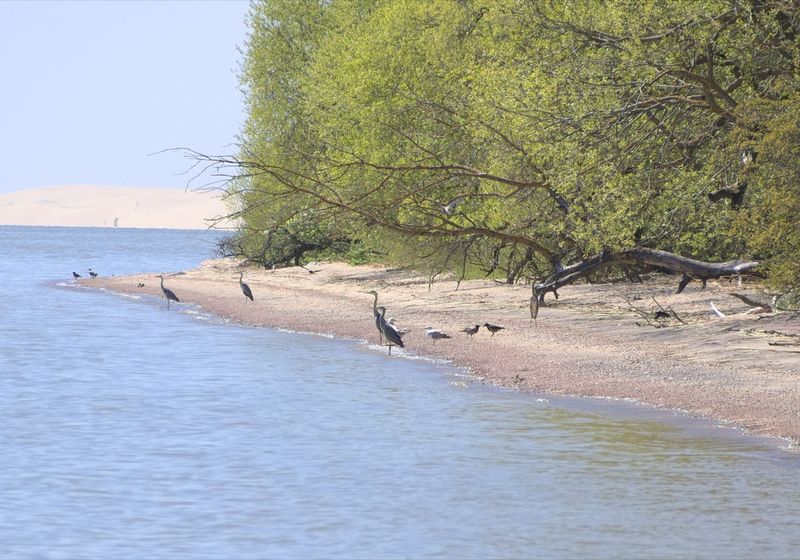 Куршская коса